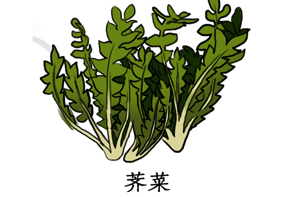 什么人不能吃荠菜